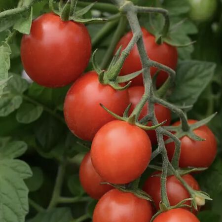 Sugar Rush, Tomato Seeds - Packet image number null